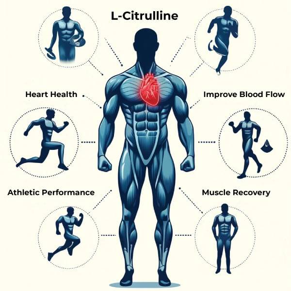 L-Citrulline
