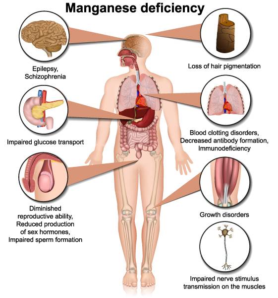 manganese