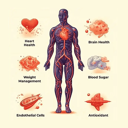 Alpha Lipoic Acid