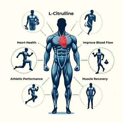 L-Citrulline