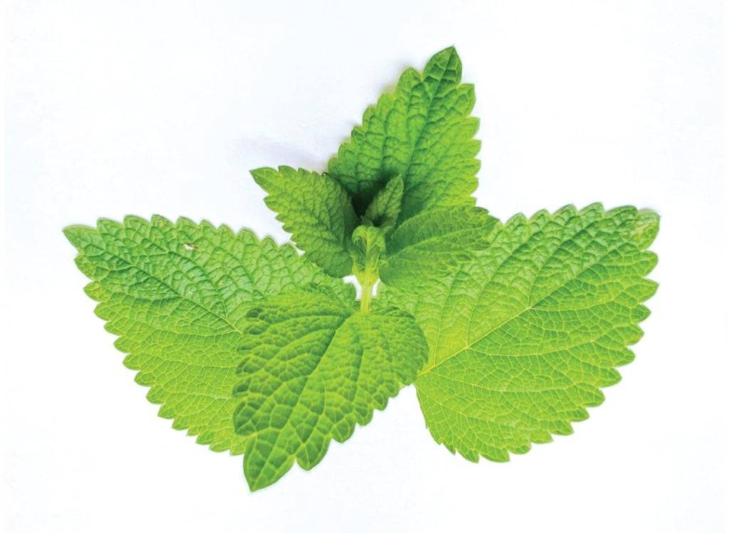 lemon balm